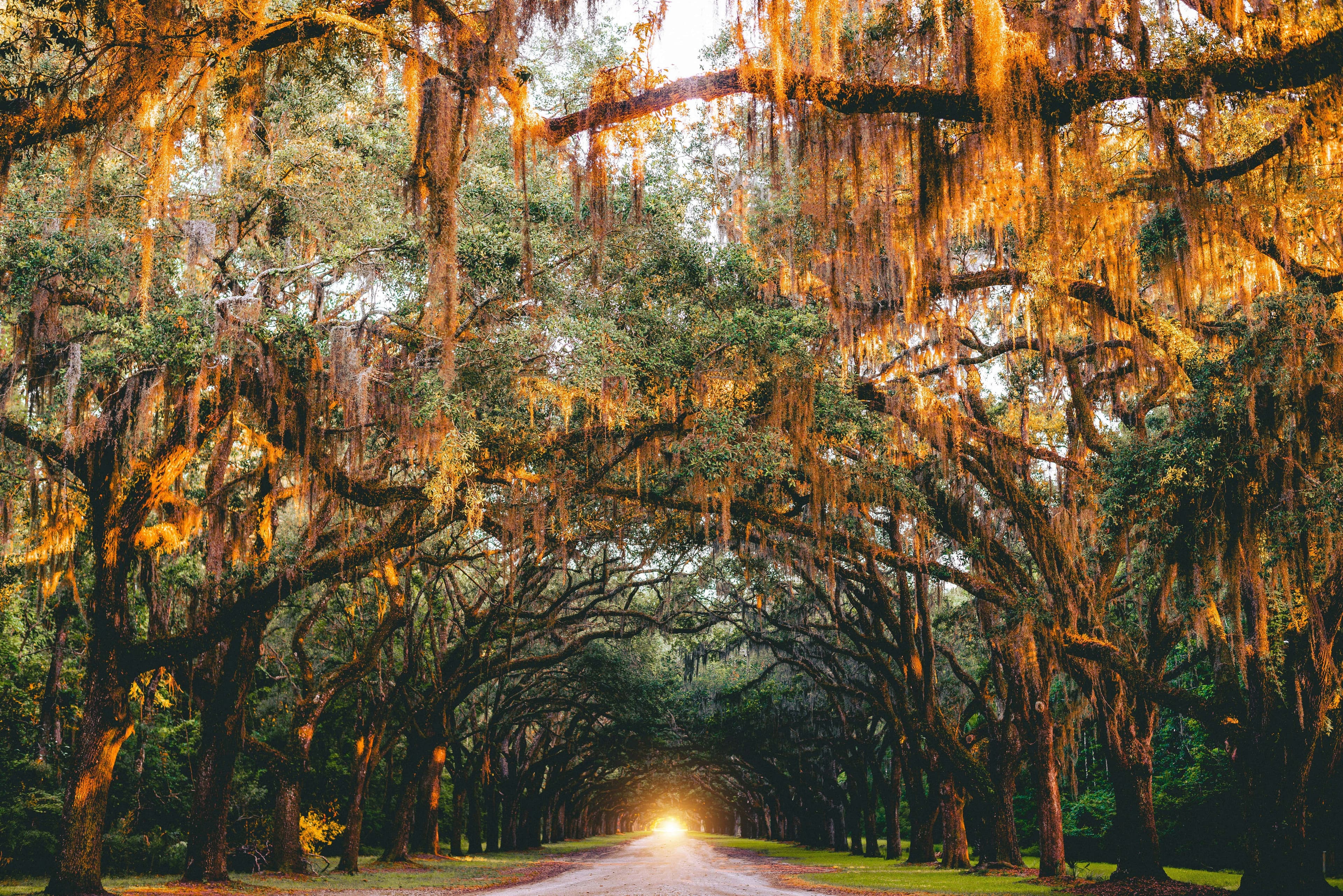 Savannah to Atlanta Car Shipping